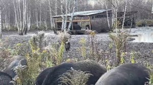 Охота на Кабана