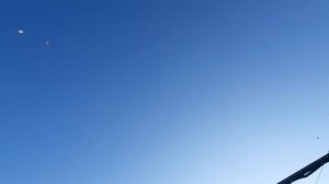 03.11.25 г. Андижанская порода голубей (1)