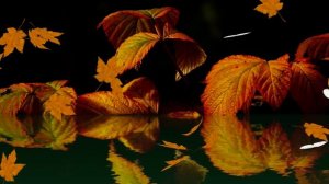 ФУТАЖ - ПОЗДНЯЯ ОСЕНЬ