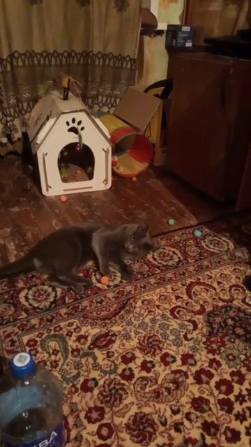 Кот Атос лениво играет с шариками #shorts #котатос #котиграет #кошачьиигры #милота