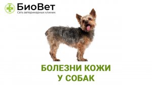 Болезни кожи у собак. Симптомы, лечение