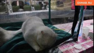 Лучшую кошку выбрали в Комсомольске