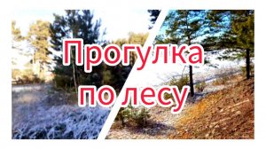 Прогулка по лесу