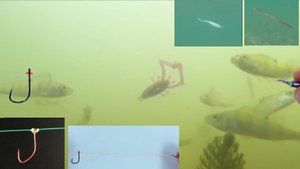 Drop Shot (Дроп Шот) для спиннинга: лучший монтаж и проводка под водой