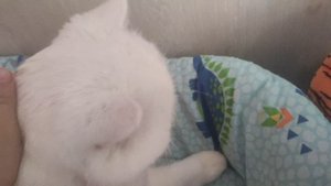 кот прыгает на кровать