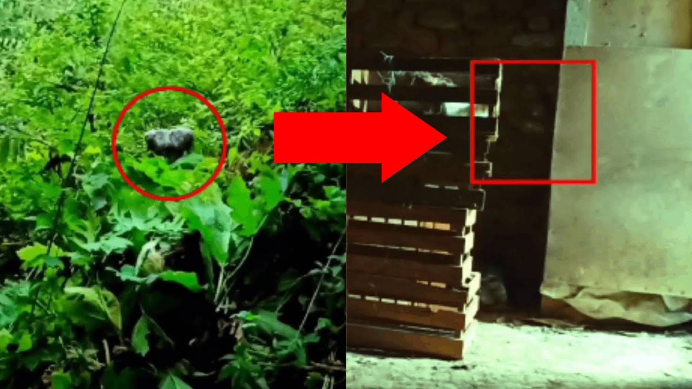 Топ 10 Страшных криптидов снятых на камеру | Страшные видео смотреть онлайн