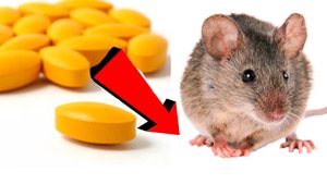 Как избавиться от мышей и крыс навсегда За 1 минуту!!!...