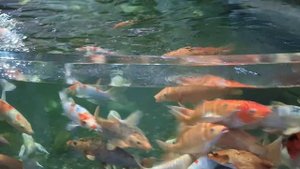 Путешествия