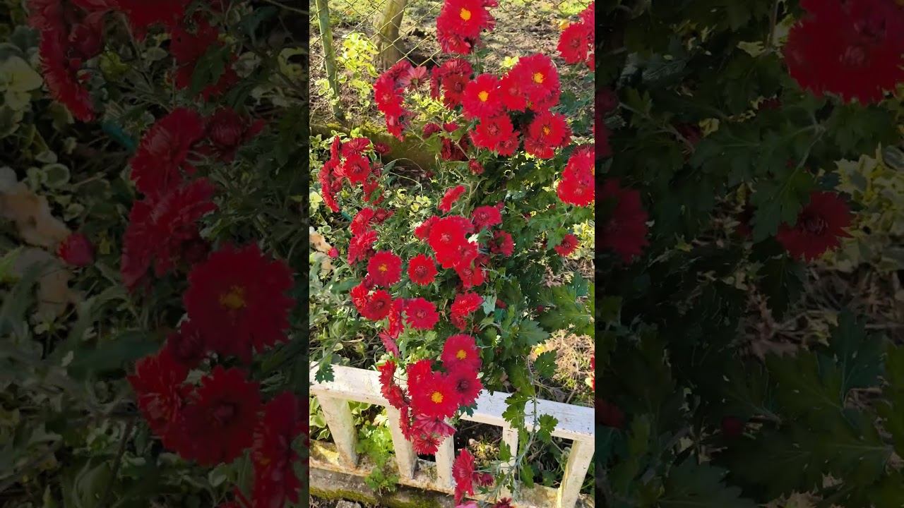 Хризантемы