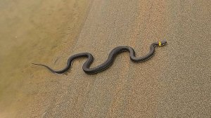 Осенняя рыбалка на Обских плесах !