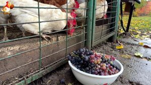 Куры осенью очень счастливы 🤗😂😜  (1)