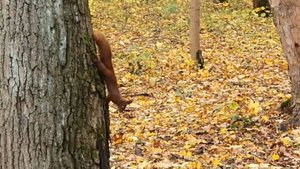 Парк им. Макса Ашманна в Калининграде.🐿️🦢🦆🍁🍃🍂