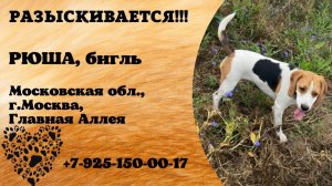 Пропала собака! РЮША, бигль. Московская обл., г.Москва.