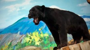 У ягуара Порги появился соперник. Это маленький, черненький, голосистый ягуарчик.