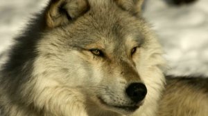 Джек Лондон ,,Бурый волк,,