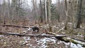 petal_20251102_163510.mp4