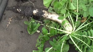 Дайкон ДУБИНУШКА