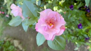 Июль в Саду 5 июля 2025 часть 4