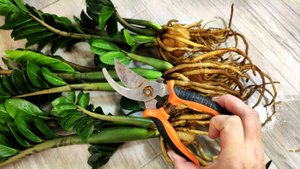 МАЛО КТО ЗНАЕТ ЧТО ТАКИМ СПОСОБОМ ЗАМИОКУЛЬКАС Нарастит мощный клубень и много листьев