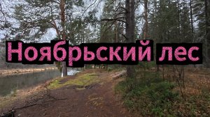 «Тихая красота ноября: прогулка вдоль реки в сосновом лесу»