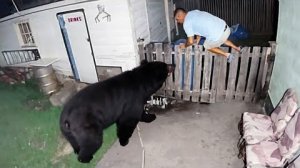 Дикие животные вторгаются в города. Видео с камер видеонаблюдения