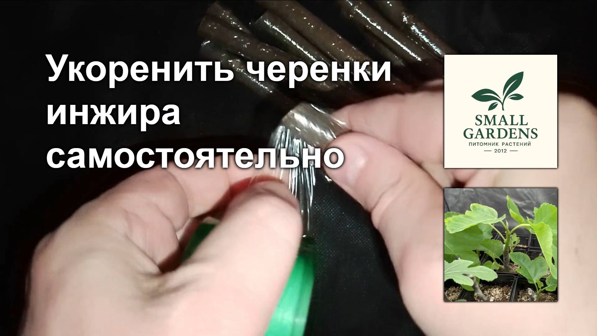 Укоренение черенков инжира сорт Королевский от Small Gardens