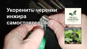 Укоренение черенков инжира сорт Королевский от Small Gardens