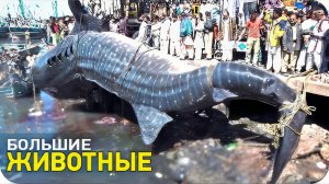 Самые большие животные [SLIVKI SHOW]