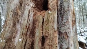 Дупло медведя. Облаила касуля.