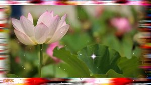 НАМ ДАНА ЭТА ЖИЗНЬ