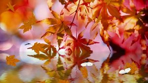 ФУТАЖ - ПОЗДНЯЯ ОСЕНЬ