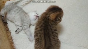 Котенок мяукает и разговаривает