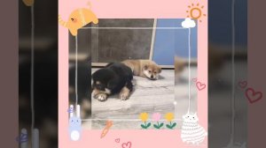 сиба-ину д. р сентябрь 2025г