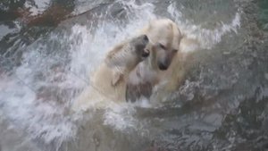 Медвежата Белка и Стрелка весело развлекаются в воде так же, как в детстве.