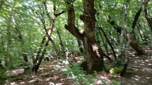 Интересное дерево похожее на медведя с поднятым вверх лапами нашел на вершине горы Медведь