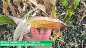 Приехали в гости к нашему клиенту, поля кукурузы НС 223 - Семена кукурузы Нови Сад НС 223