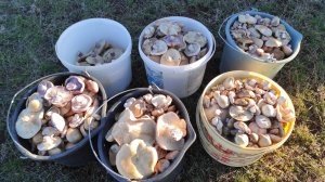 Разнообразие грибов, лиловоногая рядовка или синеножка говорушка и другие, сбор грибов в Крыму 2025