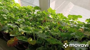 Пеларгонии осенью на подоконнике. Уход и наблюдение.