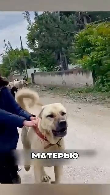 Волчеборцы ответили НАГЛЫМ волка за щенка [get.gt] смотреть онлайн