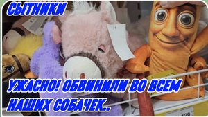 САМВЕЛ АДАМЯН, СЫТНИКИ, УЖАСНО, ОБВИНИЛИ ВО ВСЕМ НАШИХ СОБАЧЕК..