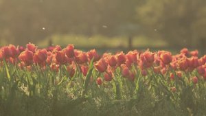 КРАСИВАЯ СПОКОЙНАЯ МУЗЫКА ДЛЯ ДУШИ СЛУШАТЬ