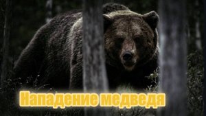 Нападение медведя