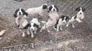 Снежа привыкает к новой жизни