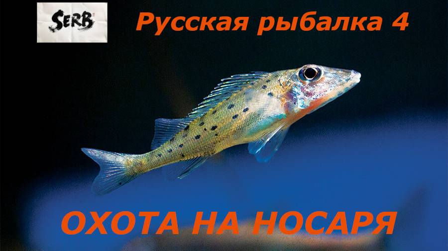 РУССКАЯ РЫБАЛКА 4 Охота на Ерша-Носаря #15
