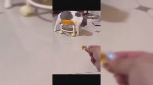 😮🤣 ЛЕНЬ - МАТУШКА родилась ранее этих наших милых кисок...