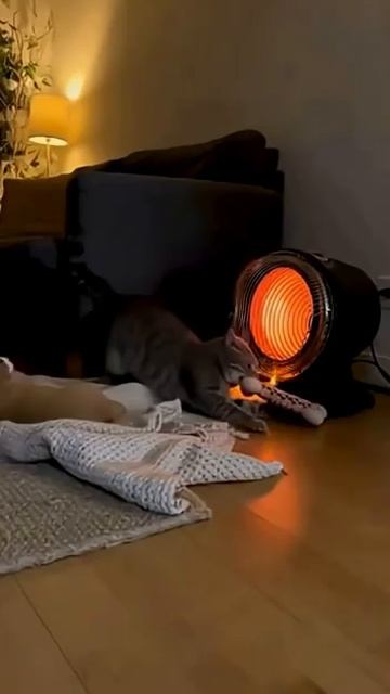 pet dog cats shorts shortvideo dogshorts goldenretriever viral [get.gt] смотреть онлайн