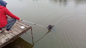 Светлые Горы Форель14 03.11.2025г.