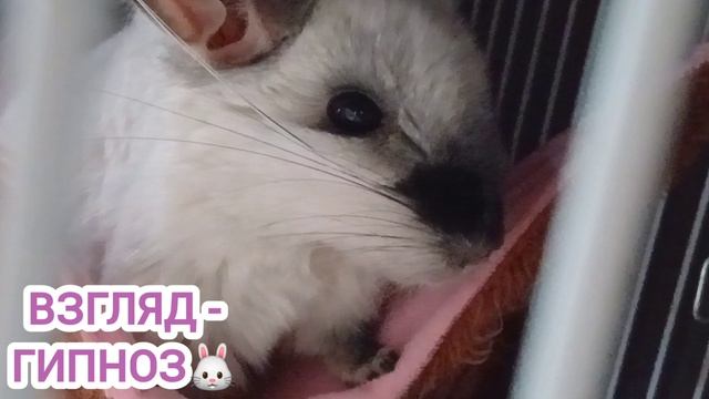 Шиншилла-гипнотизёр если будить её днём