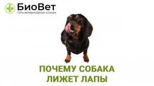 Почему собака лижет лапы