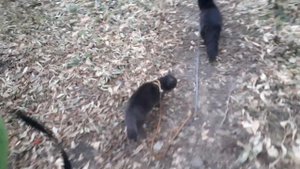 Туда мы сегодня не пойдем.